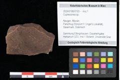 Foto (Objekt + Etikett) von Cupressinea sp. (NHMW-GEO-2024-0188-0193)